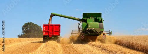 Stampa su Tela  Moisson dans un champ de blé en été