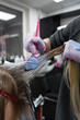 © strigana - Professional hairdresser putting color mask dyeing hair of woman in beauty salon