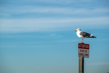 Seagull Standing On Top Of A Attention Do Not Feed Squirrels Birds Sign, California USA