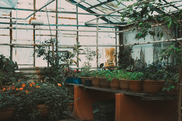 a farm inside the solar greenhouse