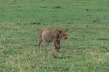 Fototapeta Sawanna - The Savuti Marsh Pride lions roam in the Chobe National Park Botswana.