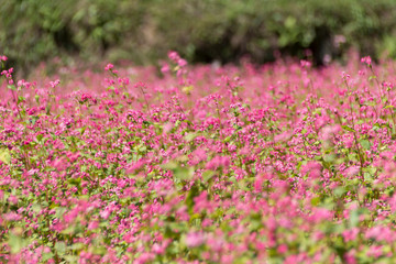  赤そばの里／長野県箕輪町