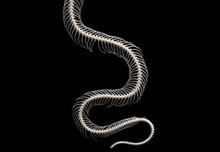 Skeleton Of Snake Isolated On Black Background	