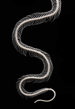 Skeleton Of Snake Isolated On Black Background	