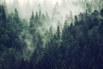 Wall Mural - misty mountain landscape