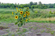 © Panama - sunflowers bush in the field