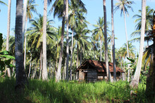 Forest At Karimunjawa
