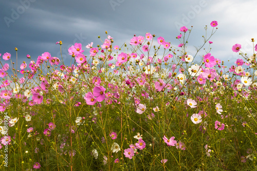 Pink and white cosmos flowers against the clouds Poster Mural XXL