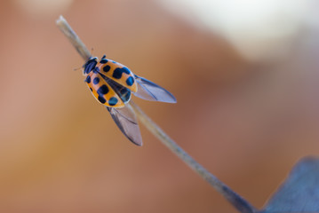 Wall Mural - Yellow with black spots ladybug sits on a leaf stem and dries wings