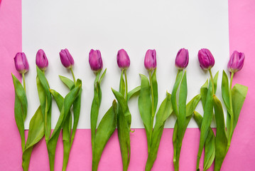  Fresh tulip buds pink purple purple color on white isolated background. floral arrangement, bouquet as a gift for Valentine's holiday, March 8th birthday, baby shower