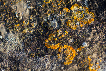 Lichen on stone