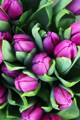  bouquet of tulips