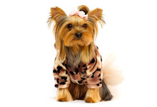 Dog Breed Yorkshire Terrier
