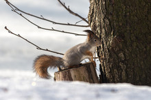 Red Eurasian Squirrel On The Tree