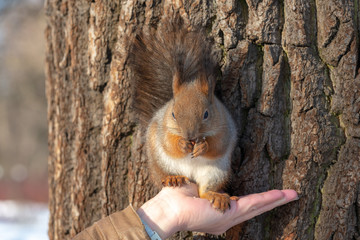 Red eurasian squirrel on the tree