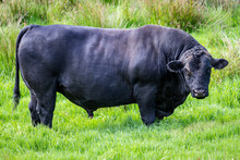Massive Angus Bull In A Paddock South Island New Zealand