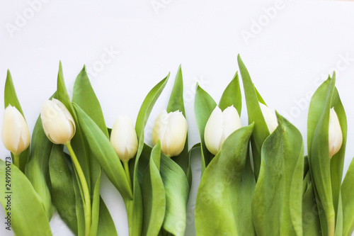 Obrazy tulipany  biale-tulipany-w-rzedzie-biale-tlo-selektywna-ostrosc-wolne-miejsce-na-kopie