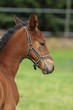 © sci - Head of young foal of sport horse