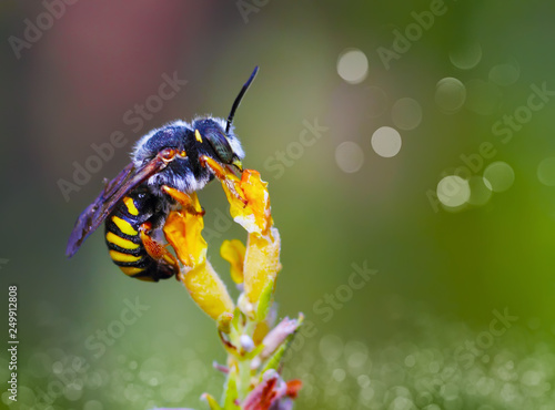 macro de una baje en la flor