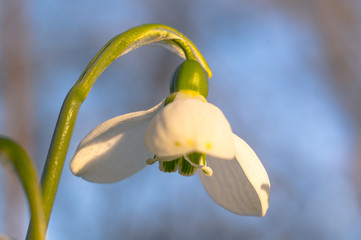 snow drop flower in my season garden