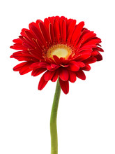 Vibrant Bright Red Gerbera Daisy Flower Blooming Isolate On White Background