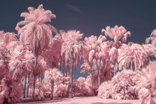 Palm Trees In Pastel Infrared Color