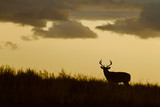 Fototapeta  - Whitetail Deer buck - silhouette in prairie landscape