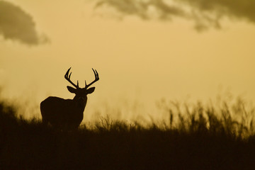 whitetail deer buck - silhouette in prairie landscape