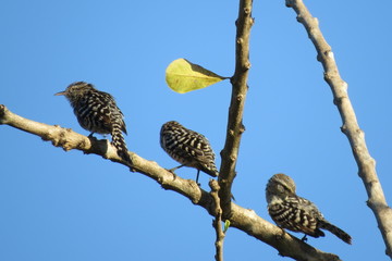 tres aves