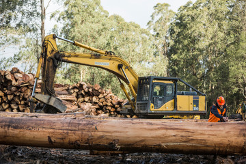 Lumberjack measuring timber at a coupe in Victoria Australia