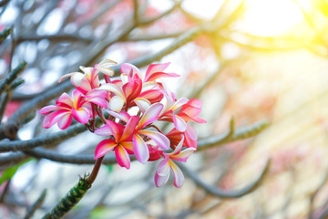 Poster - Frangipani flowers and light