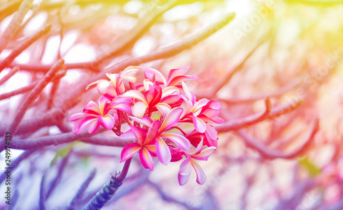 Frangipani flowers and light
