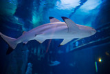 Fototapeta Do akwarium - Sharks and small fish swimming in aquarium