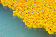 Yellow Toy Duck Floating In Swimming Pool