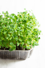 Wall Mural - Microgreens arugula sprouts