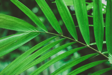 Palm tree foliage. Vintage tropical background. Retro toned. Macro photography.