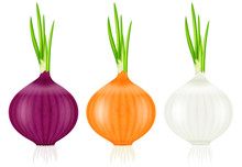 Set Of Onions With Fresh Green Sprouts. Vector Illustration.