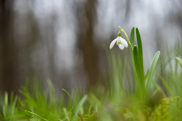 Canvas Print - Snowdrop or common snowdrop (Galanthus nivalis) flowers