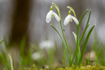 Canvas Print - Snowdrop or common snowdrop (Galanthus nivalis) flowers