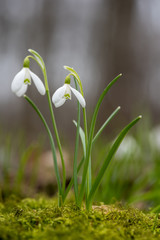 Wall Mural - Snowdrop or common snowdrop (Galanthus nivalis) flowers