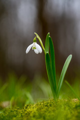 Poster - Snowdrop or common snowdrop (Galanthus nivalis) flowers