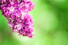 Closeup Ultraviolet Flower. Floral Spring Background. Picture With Soft Focus