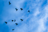 Fototapeta Na sufit - A flock of birds flying around 