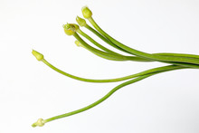Garlic Flower Bud Green Stem On White Background