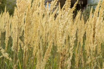 Close-up. Tall grass in the village garden on a summer day. Site about nature, plants, parks, seasons.