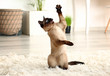 © Pixel-Shot - Cute funny Thai cat playing at home
