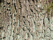 Borke eines Alten Baumes Textur