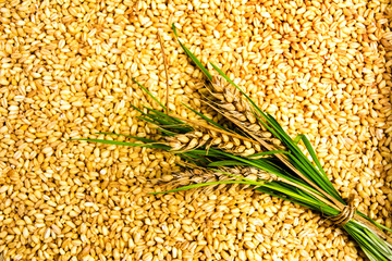 Wheat cereal grains background