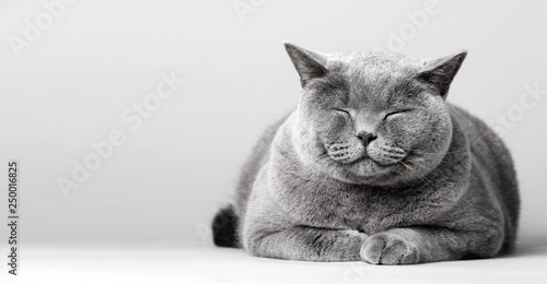 Sleepy smiling cat laying on the floor. Tableau sur Toile