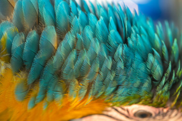  Closeup macaw feathers for background